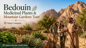 Bedouin Medicinal Plants