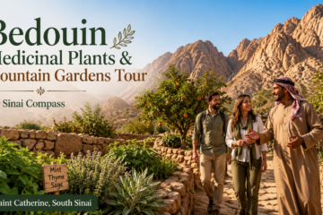 Bedouin Medicinal Plants