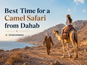 Best Time for a Camel Safari from Dahab