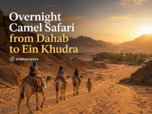 Overnight Camel Safari from Dahab to Ein Khudra