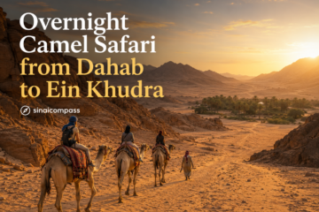 Overnight Camel Safari from Dahab to Ein Khudra