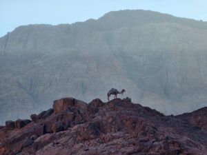 Mount Sinai Overnight Tour from Cairo with Hotel