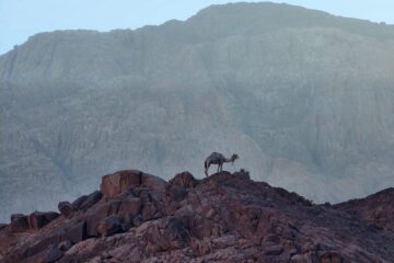 Mount Sinai Overnight Tour from Cairo with Hotel